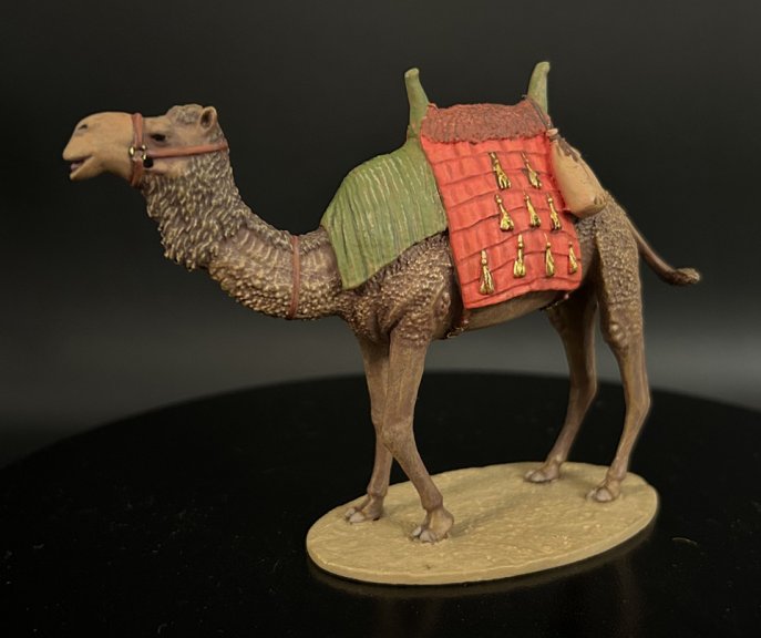 North African Dromedary Camel