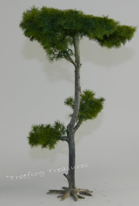 Scots Pine Tree