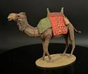 North African Dromedary Camel