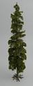 Tall Fir